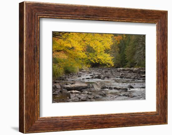 Michigan, Upper Peninsula. Autumn-Colored Trees Along Sturgeon River-Don Grall-Framed Photographic Print