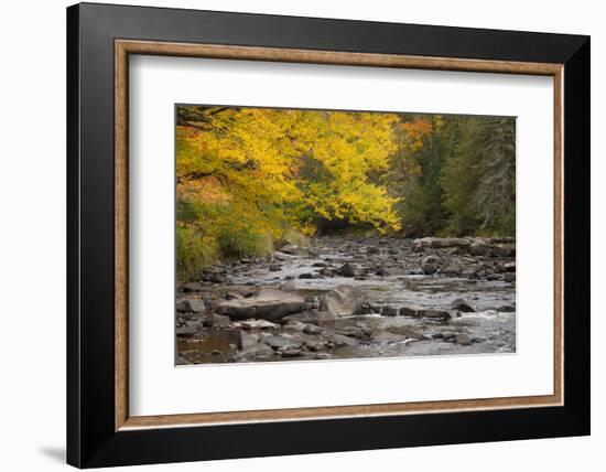 Michigan, Upper Peninsula. Autumn-Colored Trees Along Sturgeon River-Don Grall-Framed Photographic Print