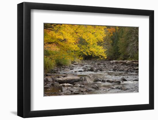 Michigan, Upper Peninsula. Autumn-Colored Trees Along Sturgeon River-Don Grall-Framed Photographic Print