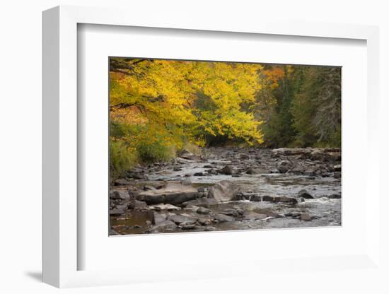 Michigan, Upper Peninsula. Autumn-Colored Trees Along Sturgeon River-Don Grall-Framed Photographic Print