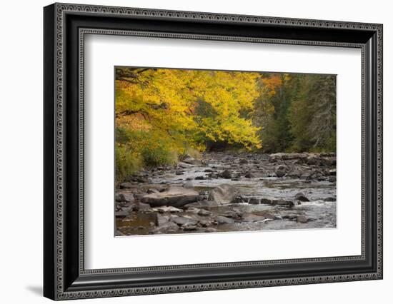 Michigan, Upper Peninsula. Autumn-Colored Trees Along Sturgeon River-Don Grall-Framed Photographic Print