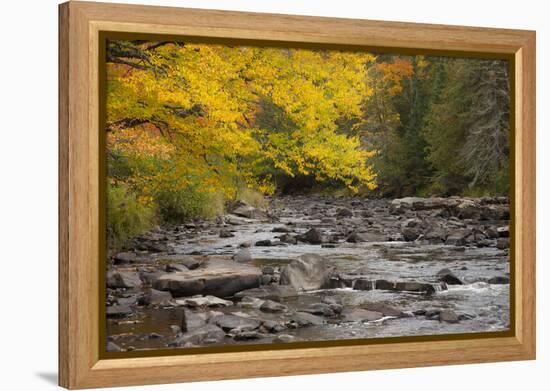 Michigan, Upper Peninsula. Autumn-Colored Trees Along Sturgeon River-Don Grall-Framed Premier Image Canvas