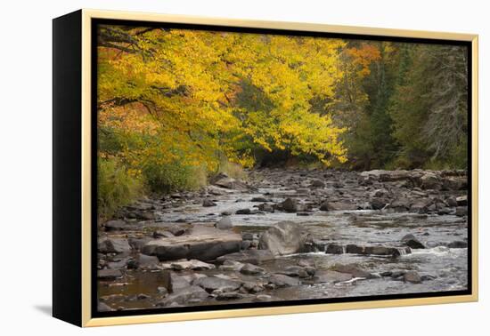 Michigan, Upper Peninsula. Autumn-Colored Trees Along Sturgeon River-Don Grall-Framed Premier Image Canvas