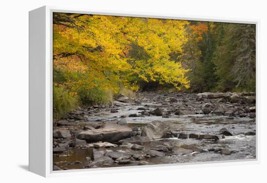 Michigan, Upper Peninsula. Autumn-Colored Trees Along Sturgeon River-Don Grall-Framed Premier Image Canvas