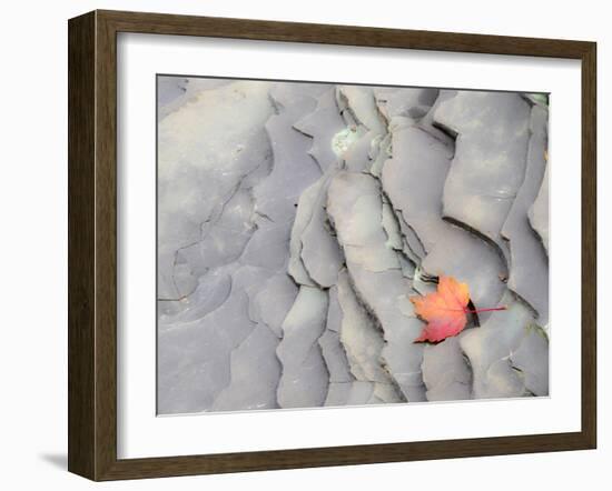 Michigan, Upper Peninsula. Autumn Leaf on Slate Rocks at Bonanza Falls-Julie Eggers-Framed Photographic Print