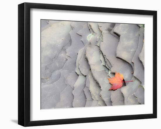 Michigan, Upper Peninsula. Autumn Leaf on Slate Rocks at Bonanza Falls-Julie Eggers-Framed Photographic Print