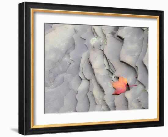 Michigan, Upper Peninsula. Autumn Leaf on Slate Rocks at Bonanza Falls-Julie Eggers-Framed Photographic Print