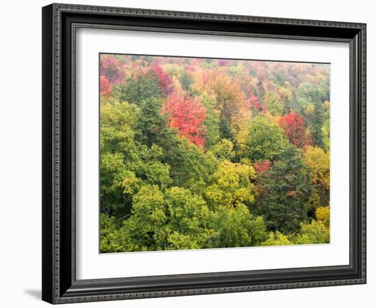 Michigan, Upper Peninsula. Colorful Autumn Tree Scenic-Julie Eggers-Framed Photographic Print