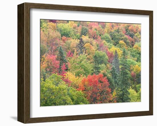 Michigan, Upper Peninsula. Colorful Autumn Tree Scenic-Julie Eggers-Framed Photographic Print