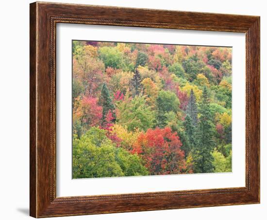 Michigan, Upper Peninsula. Colorful Autumn Tree Scenic-Julie Eggers-Framed Photographic Print