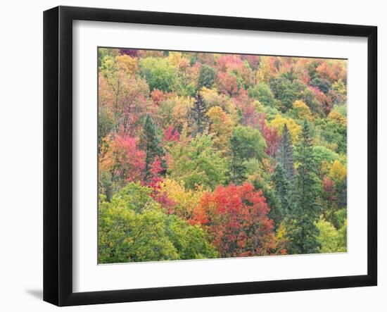 Michigan, Upper Peninsula. Colorful Autumn Tree Scenic-Julie Eggers-Framed Photographic Print