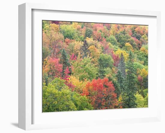 Michigan, Upper Peninsula. Colorful Autumn Tree Scenic-Julie Eggers-Framed Photographic Print