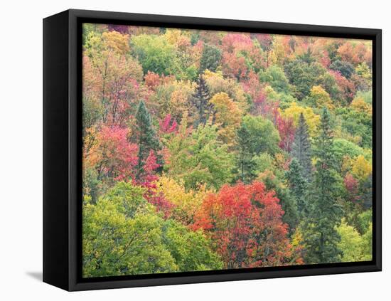 Michigan, Upper Peninsula. Colorful Autumn Tree Scenic-Julie Eggers-Framed Premier Image Canvas