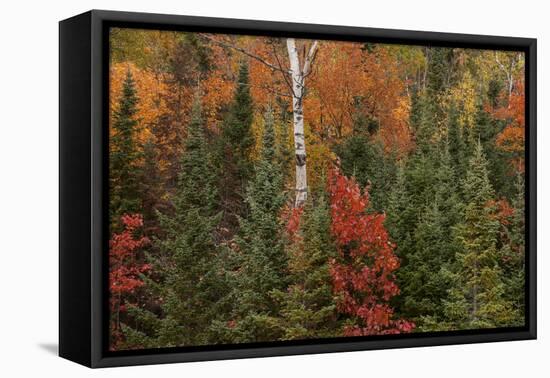 Michigan, Upper Peninsula. Evergreens and Red Maple Trees in Autumn-Don Grall-Framed Premier Image Canvas