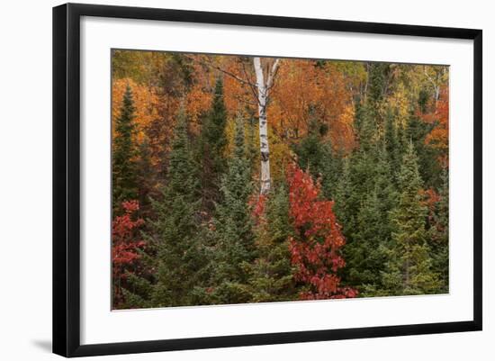 Michigan, Upper Peninsula. Evergreens and Red Maple Trees in Autumn-Don Grall-Framed Photographic Print