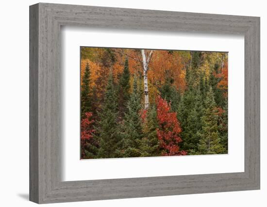 Michigan, Upper Peninsula. Evergreens and Red Maple Trees in Autumn-Don Grall-Framed Photographic Print