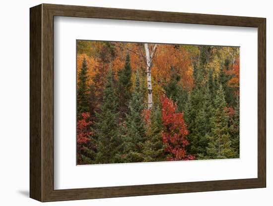 Michigan, Upper Peninsula. Evergreens and Red Maple Trees in Autumn-Don Grall-Framed Photographic Print