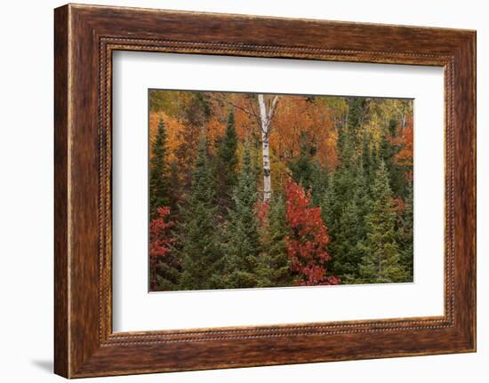 Michigan, Upper Peninsula. Evergreens and Red Maple Trees in Autumn-Don Grall-Framed Photographic Print