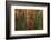 Michigan, Upper Peninsula. Evergreens and Red Maple Trees in Autumn-Don Grall-Framed Photographic Print