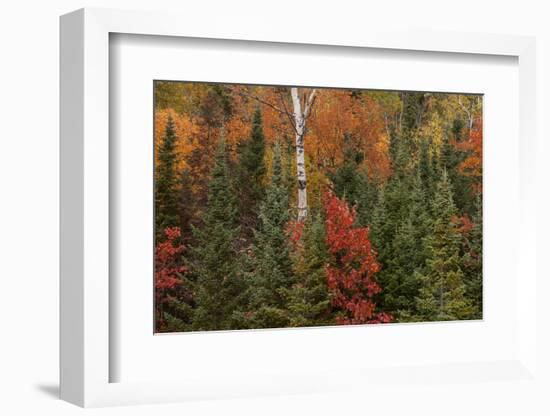 Michigan, Upper Peninsula. Evergreens and Red Maple Trees in Autumn-Don Grall-Framed Photographic Print