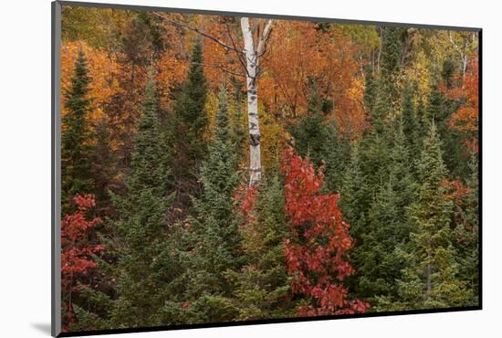 Michigan, Upper Peninsula. Evergreens and Red Maple Trees in Autumn-Don Grall-Mounted Photographic Print