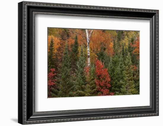 Michigan, Upper Peninsula. Evergreens and Red Maple Trees in Autumn-Don Grall-Framed Photographic Print