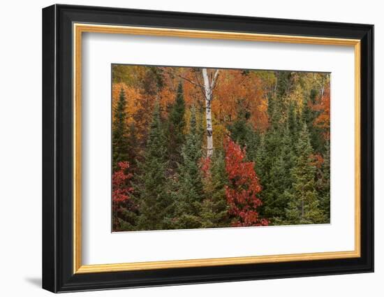 Michigan, Upper Peninsula. Evergreens and Red Maple Trees in Autumn-Don Grall-Framed Photographic Print