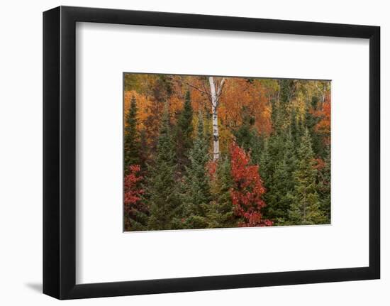 Michigan, Upper Peninsula. Evergreens and Red Maple Trees in Autumn-Don Grall-Framed Photographic Print