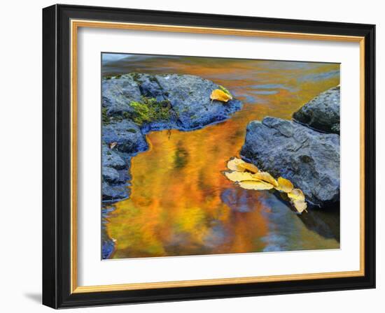 Michigan, Upper Peninsula. Fall Colors Along the River with Leaves-Julie Eggers-Framed Photographic Print