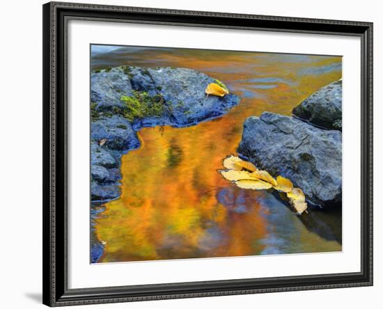 Michigan, Upper Peninsula. Fall Colors Along the River with Leaves-Julie Eggers-Framed Photographic Print