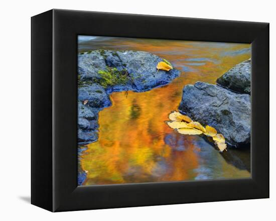 Michigan, Upper Peninsula. Fall Colors Along the River with Leaves-Julie Eggers-Framed Premier Image Canvas