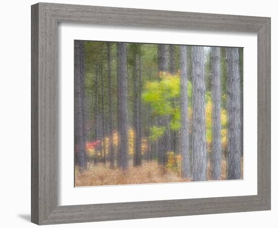 Michigan, Upper Peninsula. Fall Foliage and Pine Trees in the Forest-Julie Eggers-Framed Photographic Print