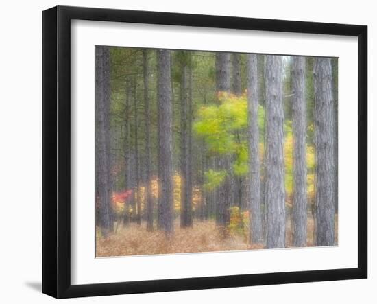 Michigan, Upper Peninsula. Fall Foliage and Pine Trees in the Forest-Julie Eggers-Framed Photographic Print