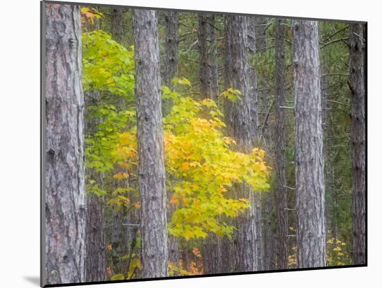 Michigan, Upper Peninsula. Fall Foliage and Pine Trees in the Forest-Julie Eggers-Mounted Photographic Print