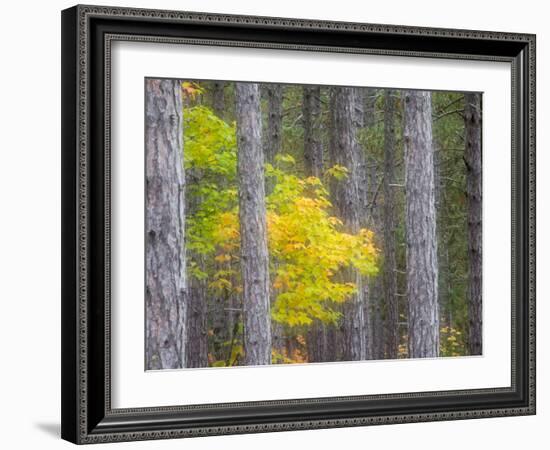 Michigan, Upper Peninsula. Fall Foliage and Pine Trees in the Forest-Julie Eggers-Framed Photographic Print