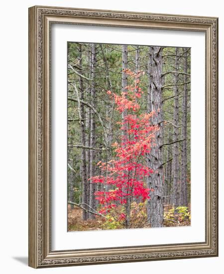 Michigan, Upper Peninsula. Fall Foliage and Pine Trees in the Forest-Julie Eggers-Framed Photographic Print