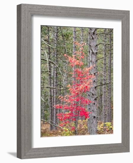 Michigan, Upper Peninsula. Fall Foliage and Pine Trees in the Forest-Julie Eggers-Framed Photographic Print