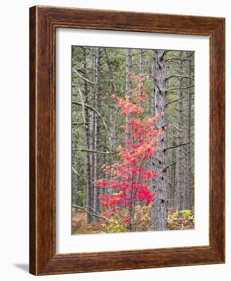 Michigan, Upper Peninsula. Fall Foliage and Pine Trees in the Forest-Julie Eggers-Framed Photographic Print