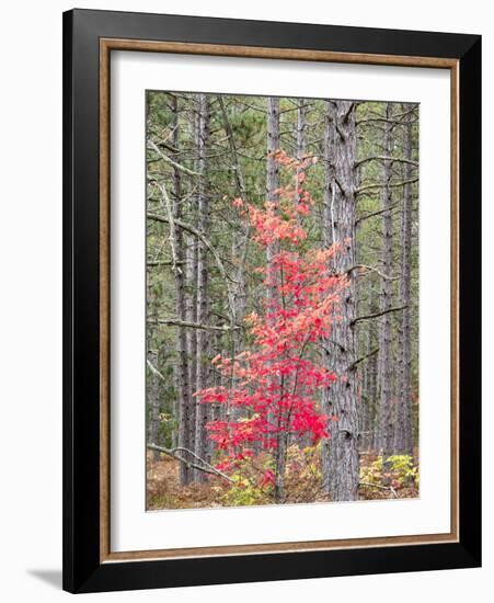 Michigan, Upper Peninsula. Fall Foliage and Pine Trees in the Forest-Julie Eggers-Framed Photographic Print