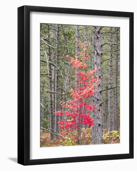 Michigan, Upper Peninsula. Fall Foliage and Pine Trees in the Forest-Julie Eggers-Framed Photographic Print