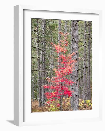 Michigan, Upper Peninsula. Fall Foliage and Pine Trees in the Forest-Julie Eggers-Framed Photographic Print