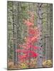 Michigan, Upper Peninsula. Fall Foliage and Pine Trees in the Forest-Julie Eggers-Mounted Photographic Print