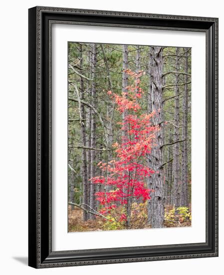 Michigan, Upper Peninsula. Fall Foliage and Pine Trees in the Forest-Julie Eggers-Framed Photographic Print