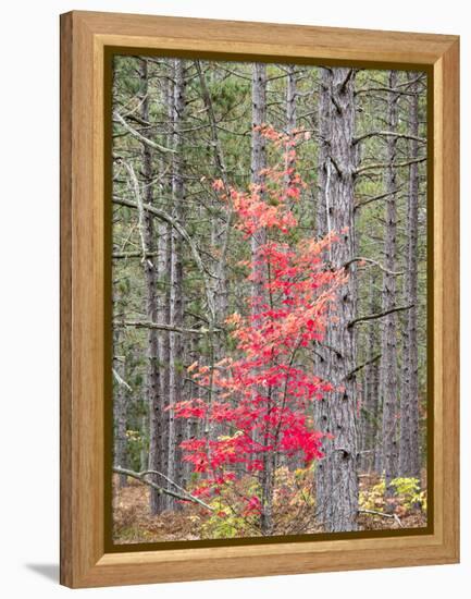 Michigan, Upper Peninsula. Fall Foliage and Pine Trees in the Forest-Julie Eggers-Framed Premier Image Canvas