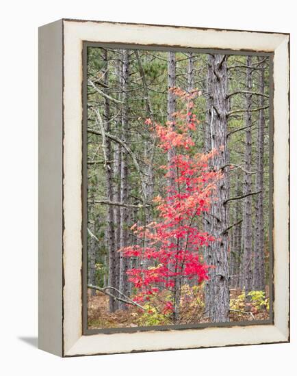 Michigan, Upper Peninsula. Fall Foliage and Pine Trees in the Forest-Julie Eggers-Framed Premier Image Canvas