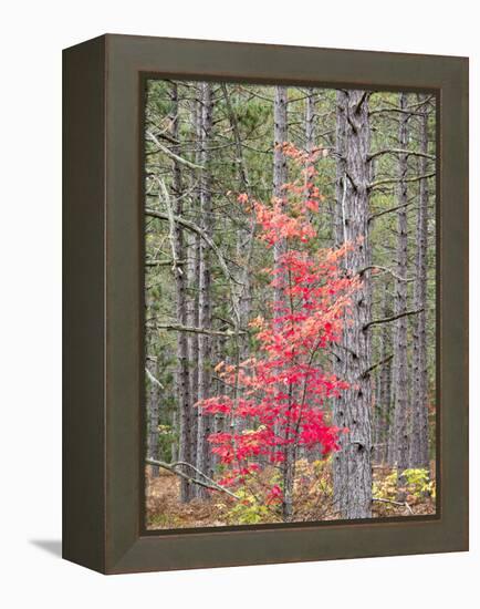 Michigan, Upper Peninsula. Fall Foliage and Pine Trees in the Forest-Julie Eggers-Framed Premier Image Canvas