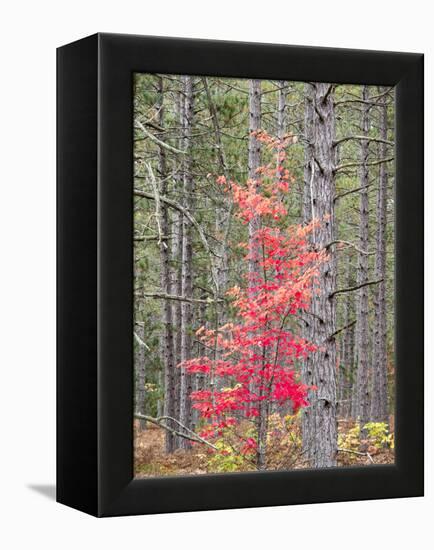 Michigan, Upper Peninsula. Fall Foliage and Pine Trees in the Forest-Julie Eggers-Framed Premier Image Canvas