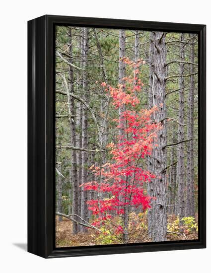 Michigan, Upper Peninsula. Fall Foliage and Pine Trees in the Forest-Julie Eggers-Framed Premier Image Canvas