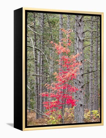 Michigan, Upper Peninsula. Fall Foliage and Pine Trees in the Forest-Julie Eggers-Framed Premier Image Canvas