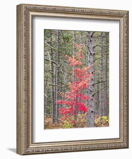 Michigan, Upper Peninsula. Fall Foliage and Pine Trees in the Forest-Julie Eggers-Framed Photographic Print